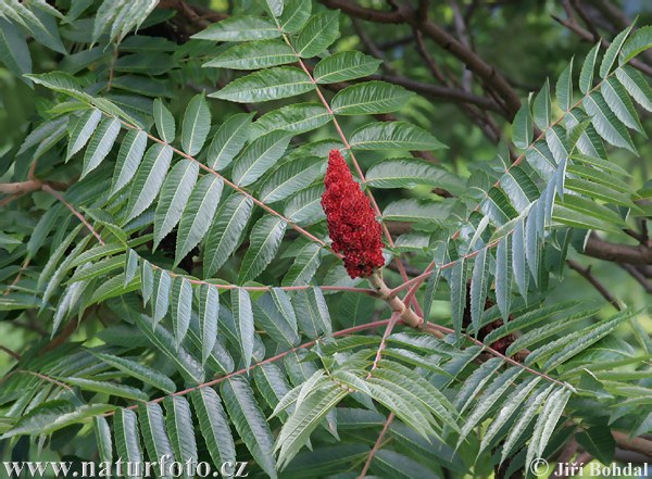 Sumach pálkový (Rhus typhina)