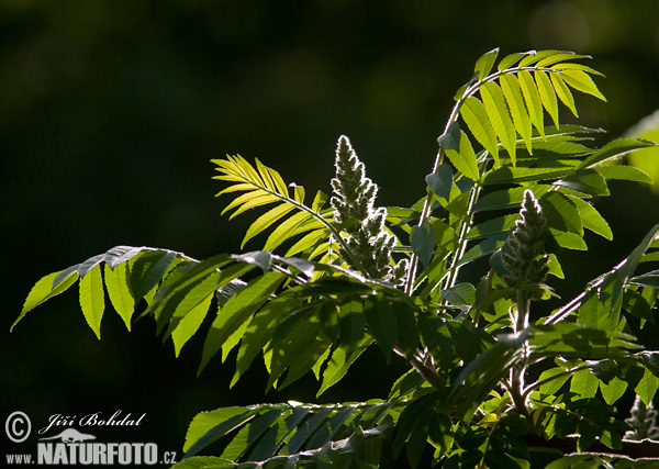 Sumach pálkový (Rhus typhina)