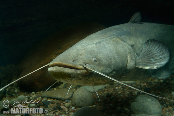 Sumec západný (Silurus glanis)