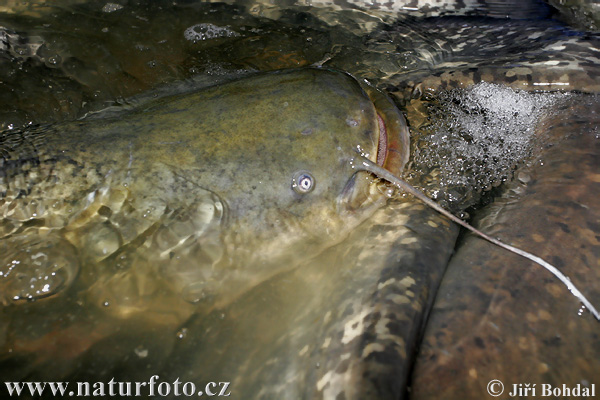 Sumec západný (Silurus glanis)