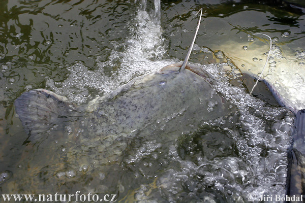 Sumec západný (Silurus glanis)