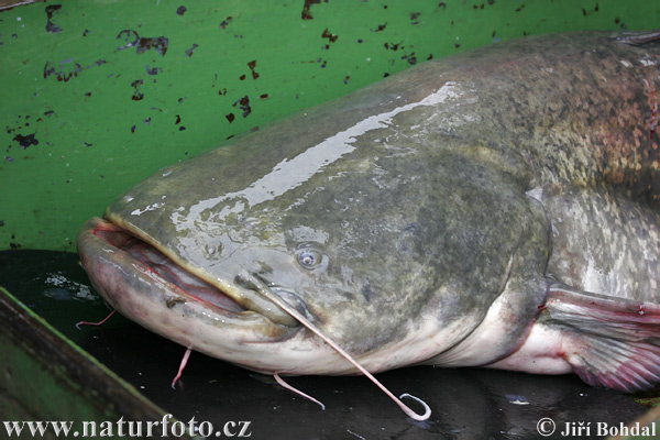 Sumec západný (Silurus glanis)