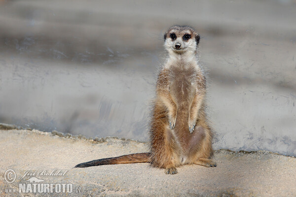 Surikata (Suricata suricatta)