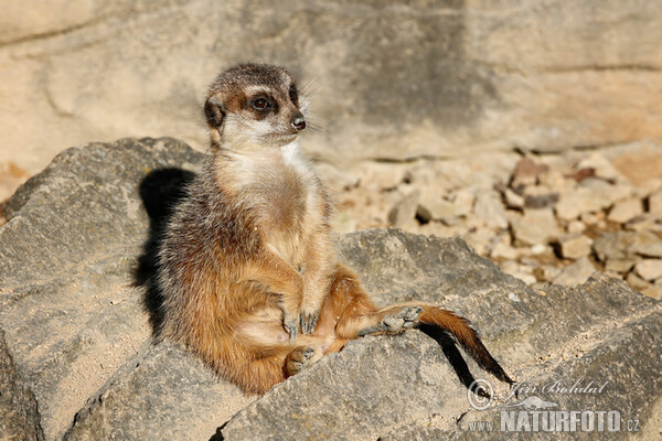 Surikata vlnkavá (Suricata suricatta)