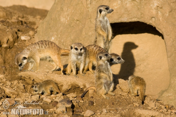 Surikata vlnkavá (Suricata suricatta)