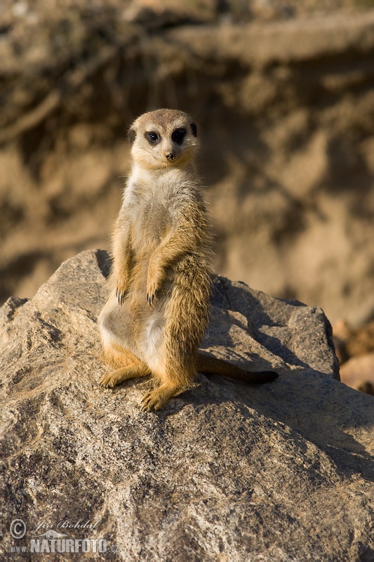 Surikata vlnkavá (Suricata suricatta)