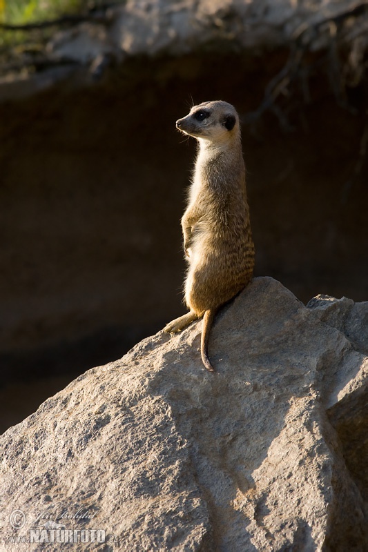 Surikata vlnkavá (Suricata suricatta)