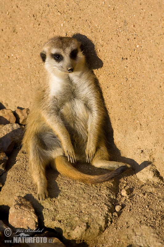 Surikata vlnkavá (Suricata suricatta)