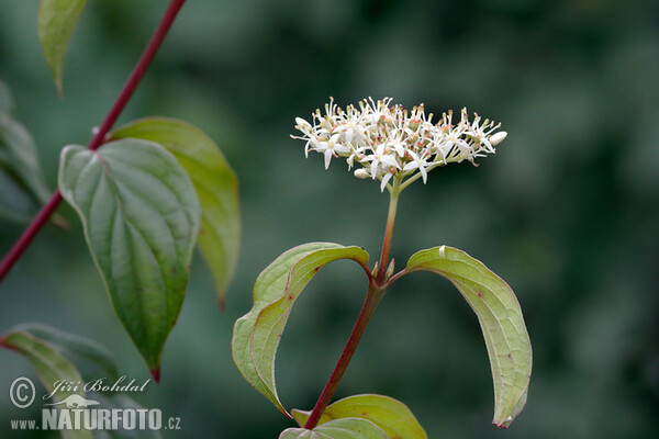 Svída krvavá (Cornus sanguinea)