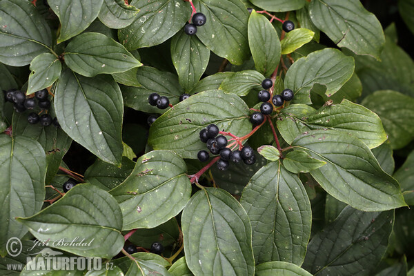 Svída krvavá (Cornus sanguinea)