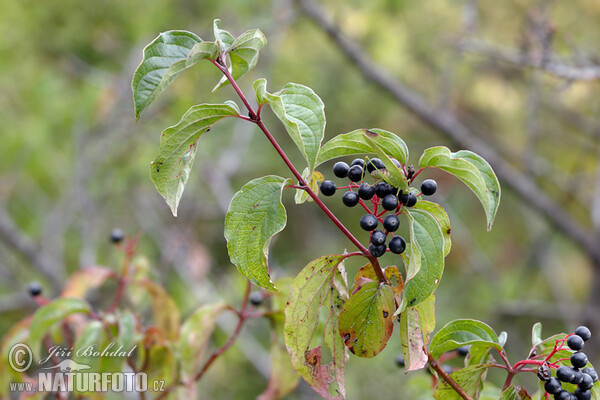 Svída krvavá (Cornus sanguinea)