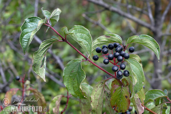 Svída krvavá (Cornus sanguinea)