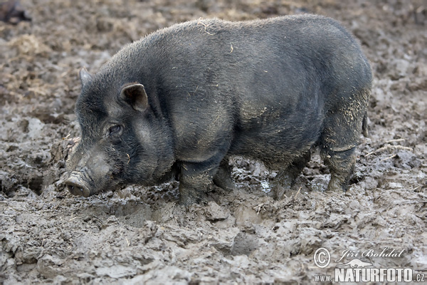 Sviňa domáca (Sus scrofa f. domestica)