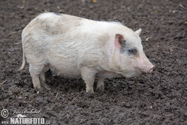 Sviňa domáca (Sus scrofa f. domestica)