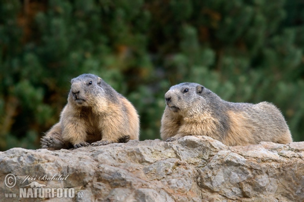 Svišť horský (Marmota marmota)