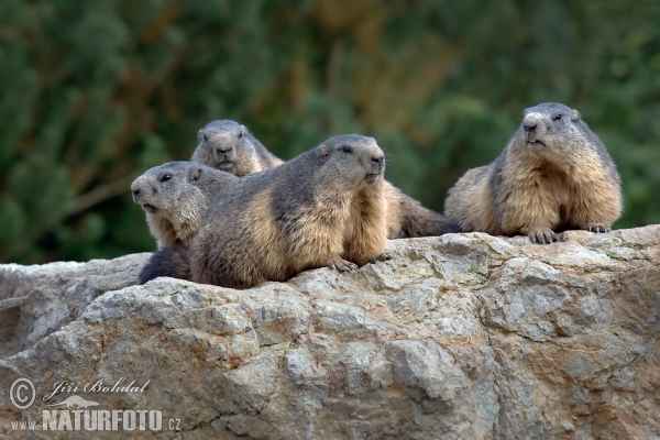 Svišť horský (Marmota marmota)