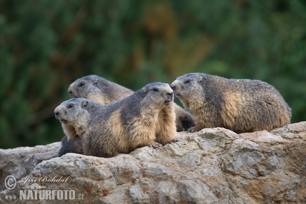 Svišť horský (Marmota marmota)