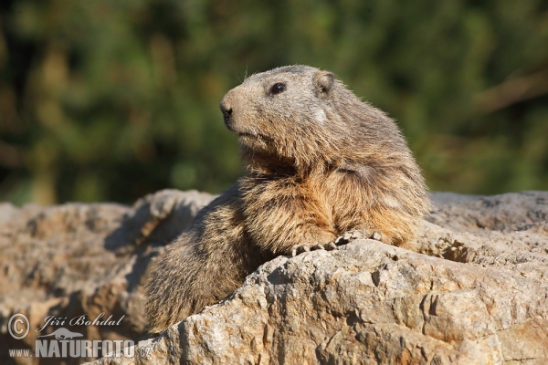 Svišť horský (Marmota marmota)