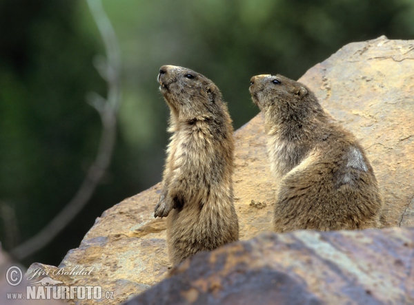 Svišť horský (Marmota marmota)