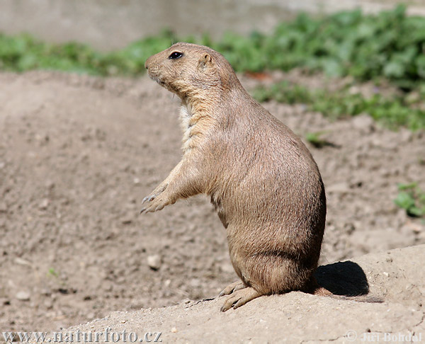 Svišť prérijný (Cynomys ludovicianus)