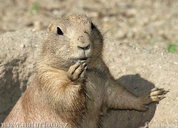 Svišť prérijný (Cynomys ludovicianus)