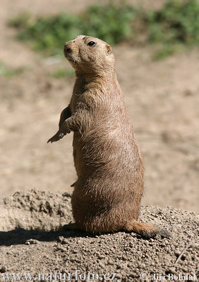 Svišť prérijný (Cynomys ludovicianus)