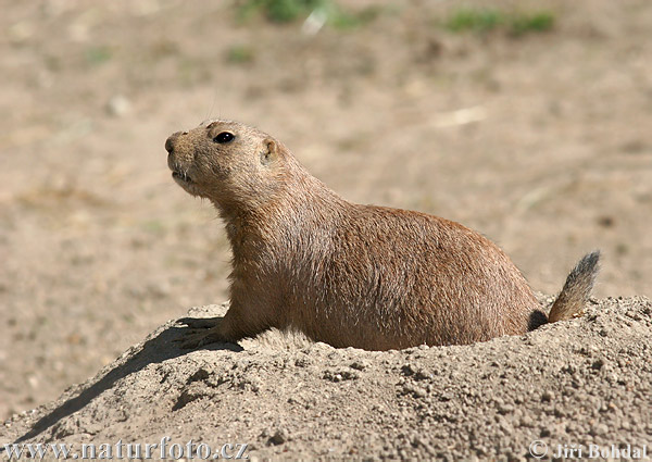 Svišť prérijný (Cynomys ludovicianus)