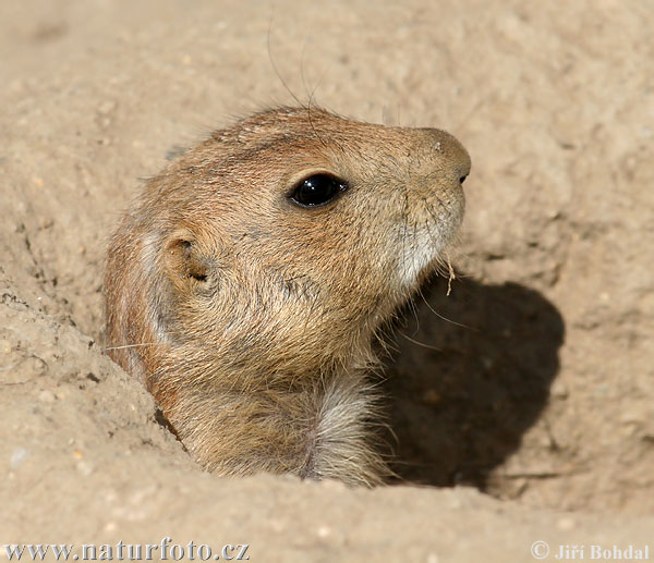 Svišť prérijný (Cynomys ludovicianus)