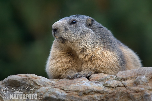 Svišť vrchovský (Marmota marmota)