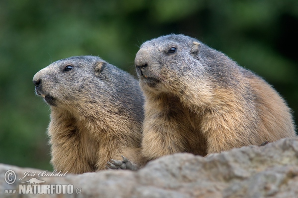 Svišť vrchovský (Marmota marmota)