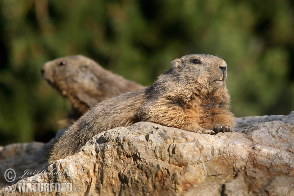 Svišť vrchovský (Marmota marmota)