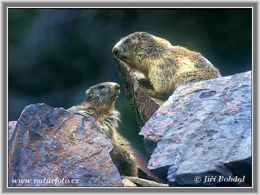 Svišť vrchovský (Marmota marmota)