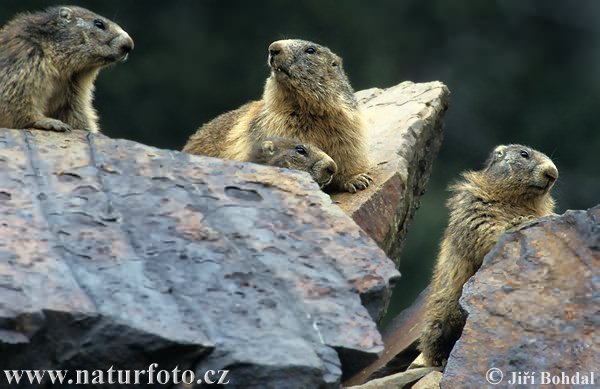 Svišť vrchovský (Marmota marmota)