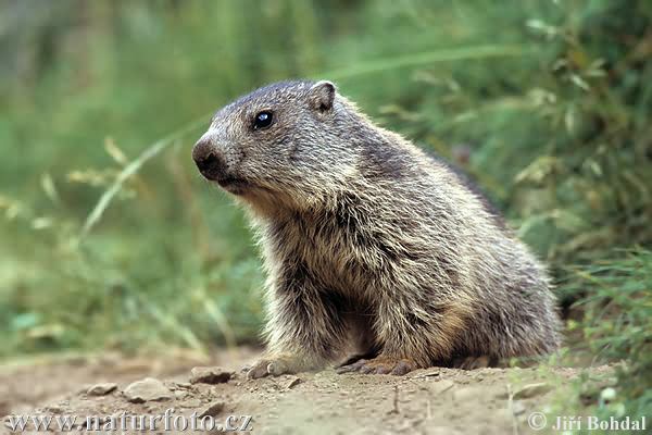 Svišť vrchovský (Marmota marmota)