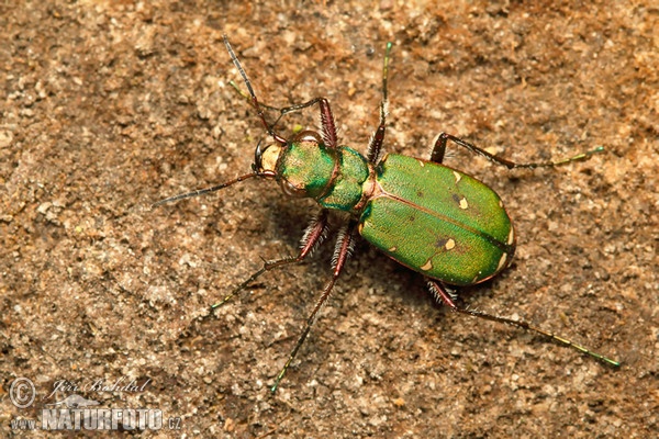 Svižník polní (Cicindela campestris)