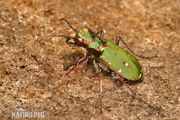 Svižník polní (Cicindela campestris)