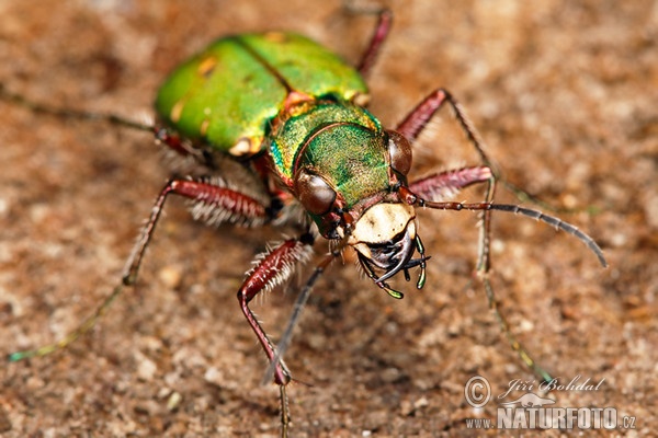 Svižník polní (Cicindela campestris)