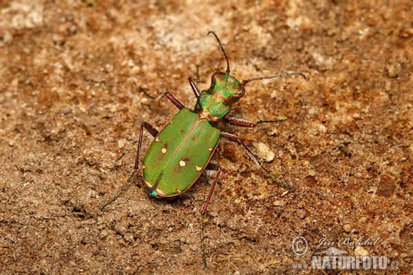 Svižník polní (Cicindela campestris)