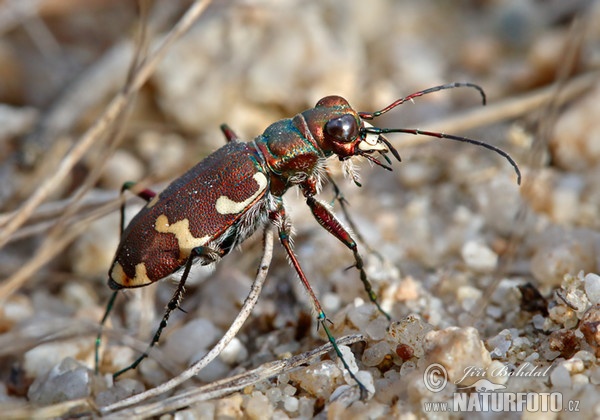 Svižník zvrhlý (Cicindela hybrida)