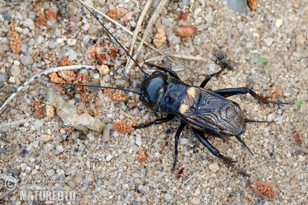 Svrček poľný (Gryllus campestris)
