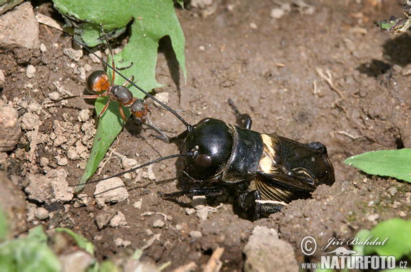 Svrček poľný (Gryllus campestris)