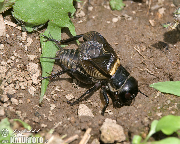 Svrček poľný (Gryllus campestris)