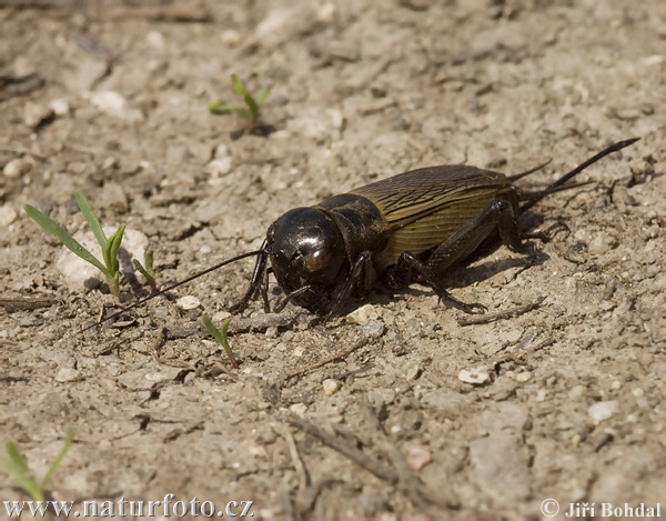 Svrček poľný (Gryllus campestris)