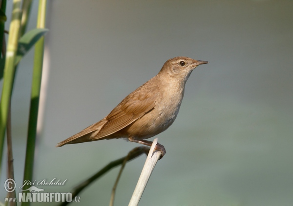 Svrčiak slávikovitý (Locustella luscinioides)