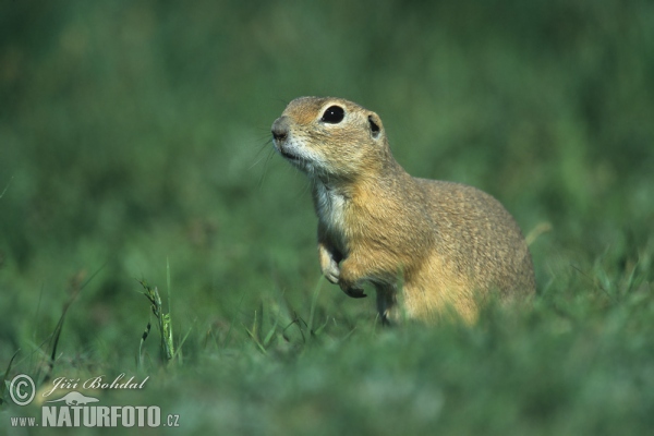 Sysel obecný (Spermophilus citellus)