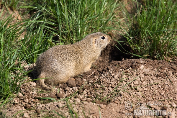 Sysel obecný (Spermophilus citellus)