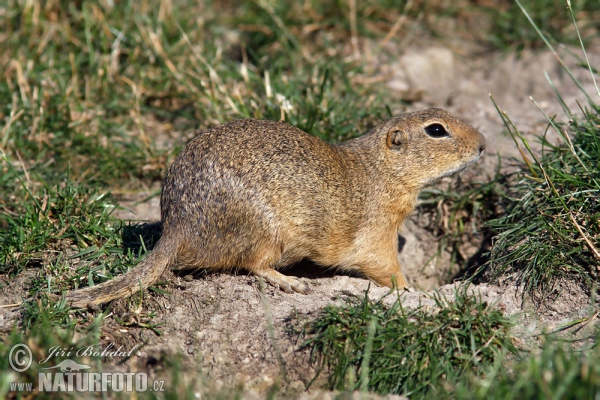 Sysel obecný (Spermophilus citellus)