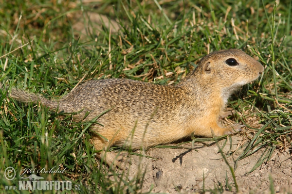 Sysel obecný (Spermophilus citellus)