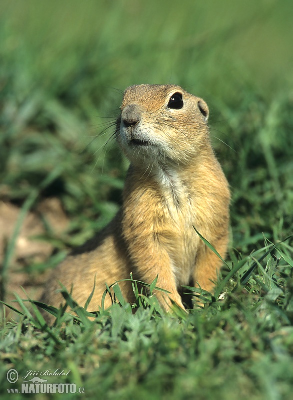 Syseľ pasienkový (Spermophilus citellus)