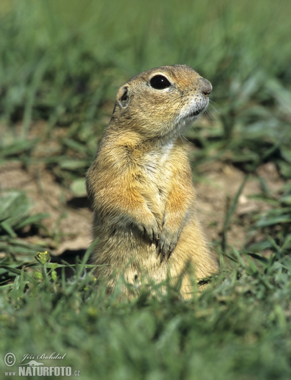 Syseľ pasienkový (Spermophilus citellus)